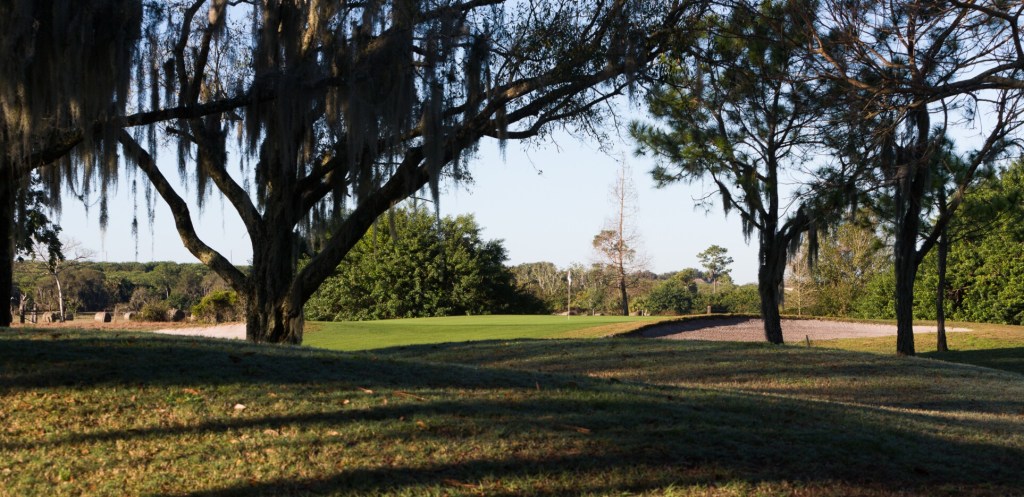 Willow on golf course fairway 
